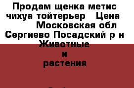 Продам щенка метис чихуа тойтерьер › Цена ­ 5 000 - Московская обл., Сергиево-Посадский р-н Животные и растения » Собаки   